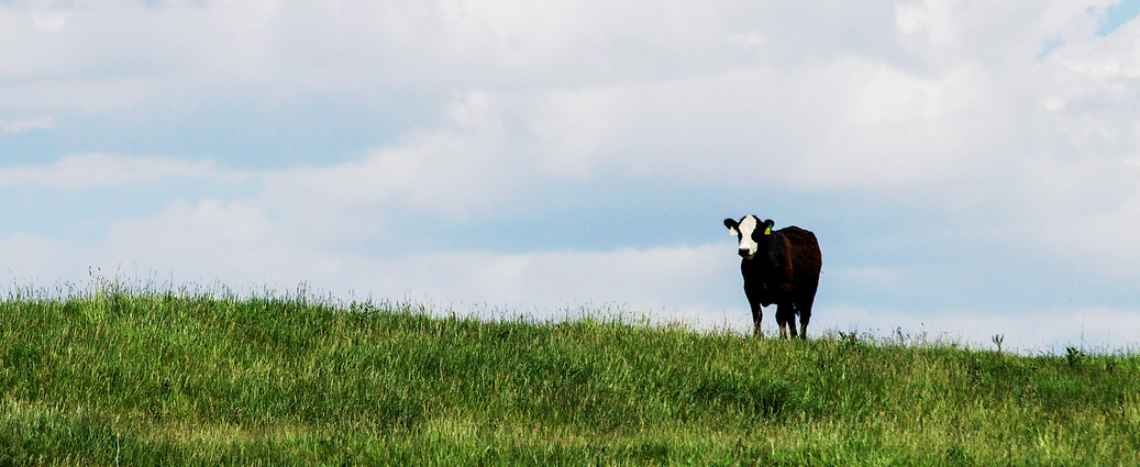 Screen Shot 2019-06-18 at 12.30.43 PM