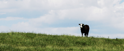 Screen Shot 2019-06-18 at 12.30.43 PM